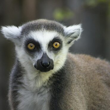 lemur-4199525_1920