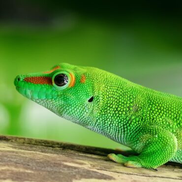 lizard-2732989_1920