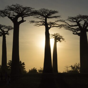 madagascar-4587230_1920