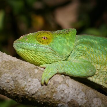 madagascar-4906755_1920